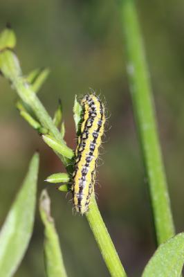 Zygènule des Genêts (La) Heterogynis penella (Hübner, 1819)