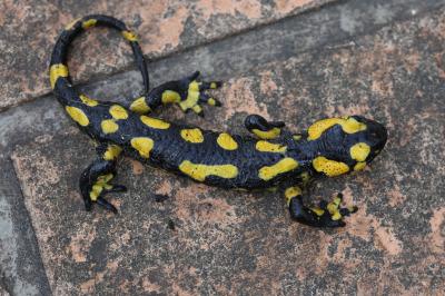 Salamandre tachetée Salamandra salamandra (Linnaeus, 1758)
