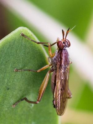 Sepedon spinipes spinipes (Scopoli, 1763)