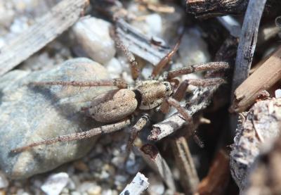  Nomisia aussereri (L. Koch, 1872)