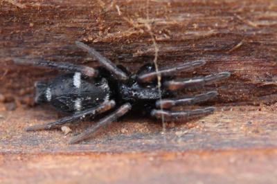  Poecilochroa Westring, 1874