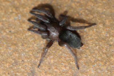 Scotophaeus 