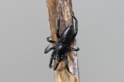 Zelotes Gistel, 1848