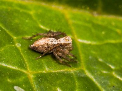  Oxyopes lineatus Latreille, 1806