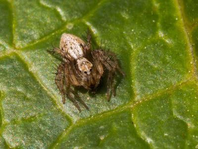  Oxyopes lineatus Latreille, 1806