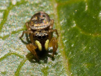  Heliophanus tribulosus Simon, 1868