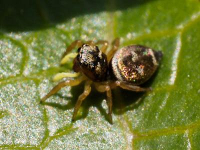  Heliophanus tribulosus Simon, 1868