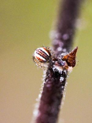 Mangore petite-bouteille Mangora acalypha (Walckenaer, 1802)