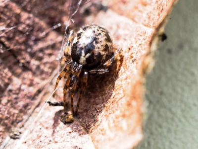  Enoplognatha Pavesi, 1880