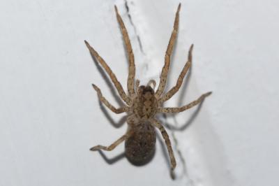 Zoropse à pattes épineuses Zoropsis spinimana (Dufour, 1820)