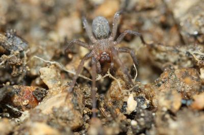  Eratigena fuesslini (Pavesi, 1873)