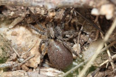  Alopecosa albofasciata (Brullé, 1832)