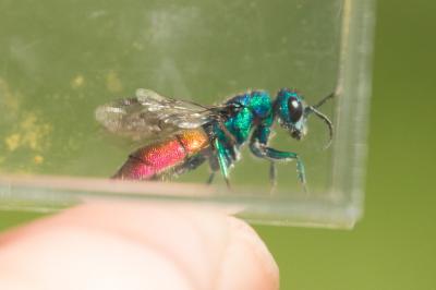  Chrysura refulgens