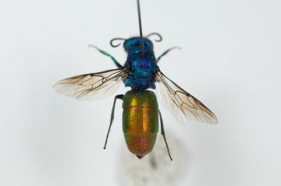  Chrysura refulgens