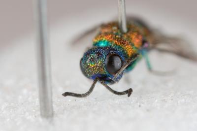  Chrysis cortii Linsenmaier, 1951