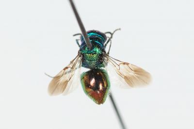  Pseudomalus auratus