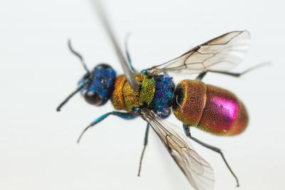  Chrysura dichroa (Dahlbom, 1854)