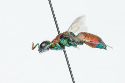  Chrysis viridula Linnaeus, 1760