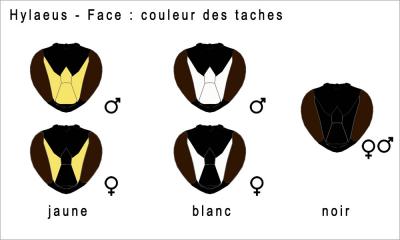  Hylaeus Fabricius, 1793
