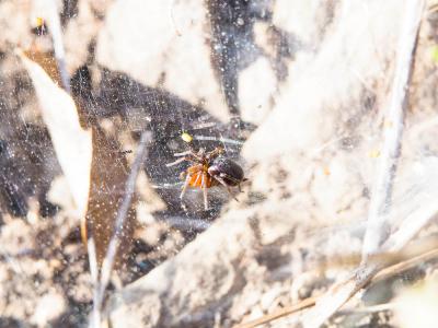 Agélène à labyrinthe Agelena labyrinthica (Clerck, 1758)