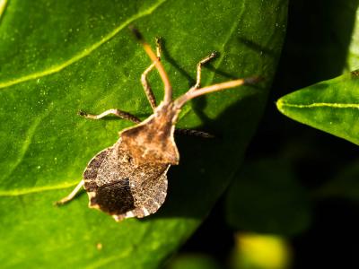  Enoplops scapha (Fabricius, 1794)