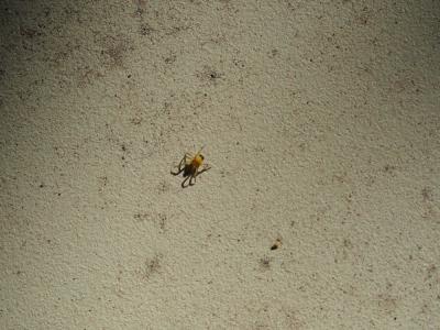 Épeire diadème Araneus diadematus Clerck, 1758