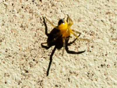 Épeire diadème Araneus diadematus Clerck, 1758