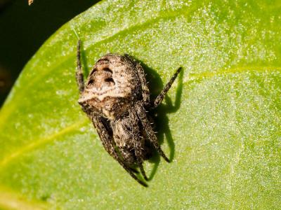 Épeire à bosses Gibbaranea bituberculata (Walckenaer, 1802)