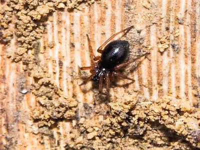 Linyphiidae Blackwall, 1859