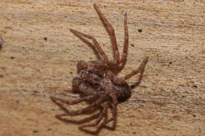 Philodrome disparate Philodromus dispar Walckenaer, 1826