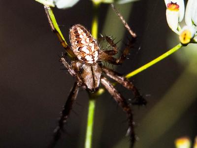  Neoscona byzanthina (Pavesi, 1876)