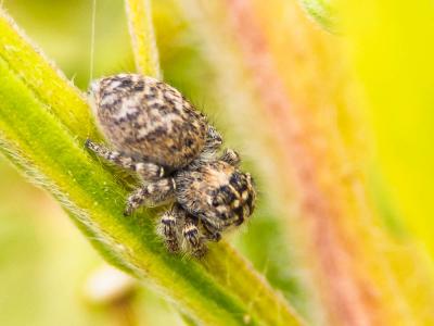 Saltique sanguinolent Philaeus chrysops (Poda, 1761)