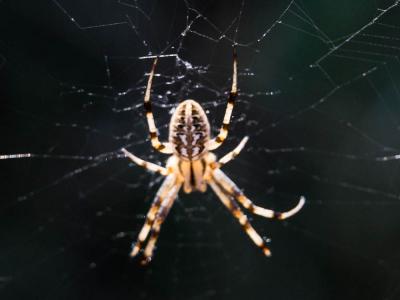  Neoscona byzanthina (Pavesi, 1876)