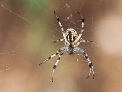 Neoscona byzanthina (Pavesi, 1876)