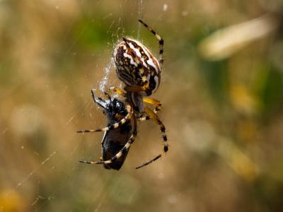  Aculepeira armida (Audouin, 1826)