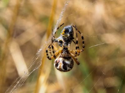  Aculepeira armida (Audouin, 1826)