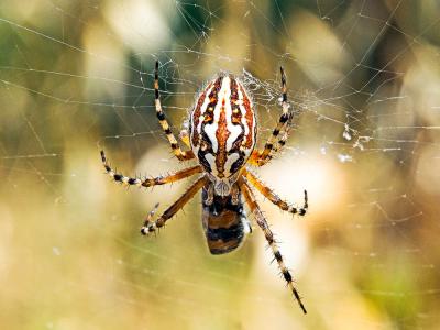  Aculepeira armida (Audouin, 1826)