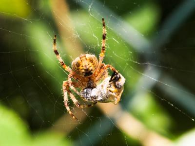 Épeire diadème Araneus diadematus Clerck, 1758