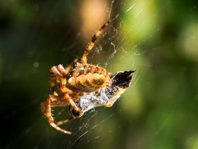 Épeire diadème Araneus diadematus Clerck, 1758