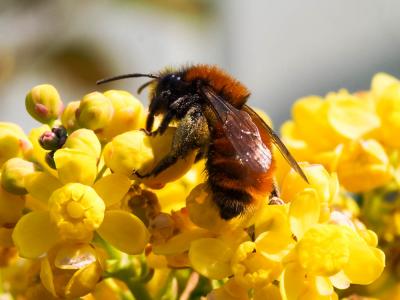  Andrena fulva (Müller, 1766)