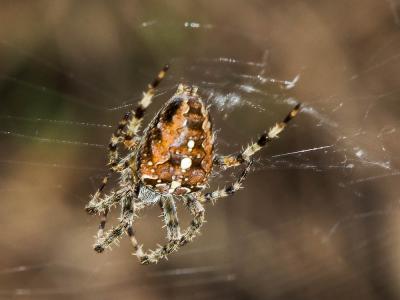 Épeire diadème Araneus diadematus Clerck, 1758