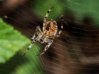 Épeire diadème Araneus diadematus Clerck, 1758