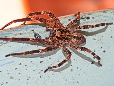 Zoropse à pattes épineuses Zoropsis spinimana (Dufour, 1820)
