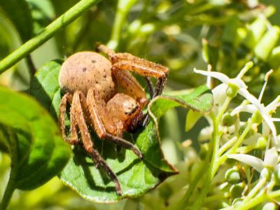  Olios argelasius (Walckenaer, 1806)
