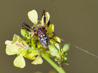  Larinioides Caporiacco, 1934