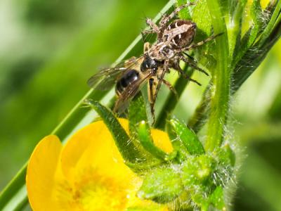 Araignée-lynx Oxyopes heterophthalmus (Latreille, 1804)