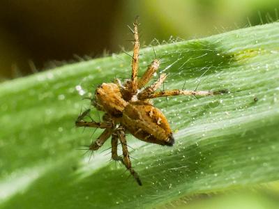 Araignée-lynx Oxyopes heterophthalmus (Latreille, 1804)