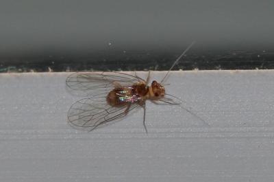  Psyllipsocus ramburii Selys-Longchamps, 1872