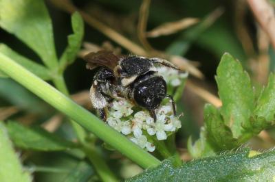  Nomiapis diversipes (Latreille, 1806)