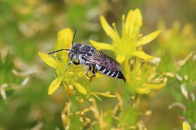  Coelioxys Latreille, 1809